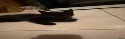 Maine Coon cats for sale: Beautiful Maine Coon Cross Kittens  - Advert 9