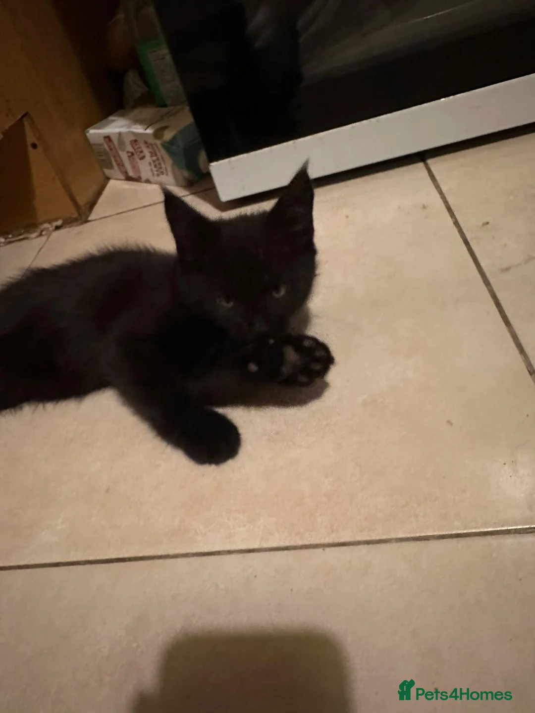 Maine Coon cats for sale: Beautiful Maine Coon Cross Kittens  - Advert 9