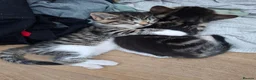 Mixed Breed cats for sale: Beautiful Kittens  - Advert 2