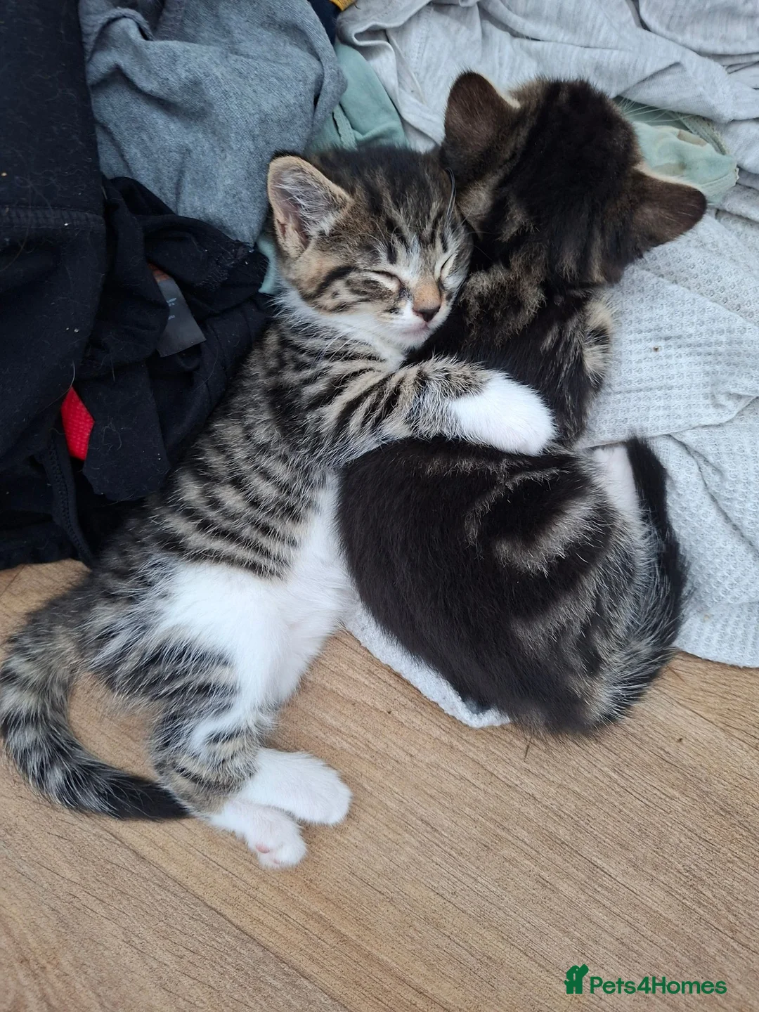 Mixed Breed cats for sale: Beautiful Kittens  - Advert 2