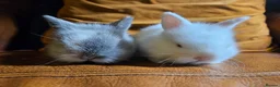 Lionhead rabbits for sale: Two rabbits must go together NO TIME WASTERS - Advert 1