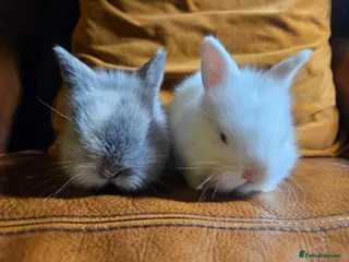 Lionhead rabbits Two rabbits must go together NO TIME WASTERS - Advert 11