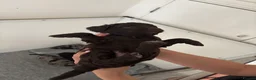 Cockapoo dogs for sale: F1 Miniature Cockapoos  in Stockton-on-Tees - Advert 19
