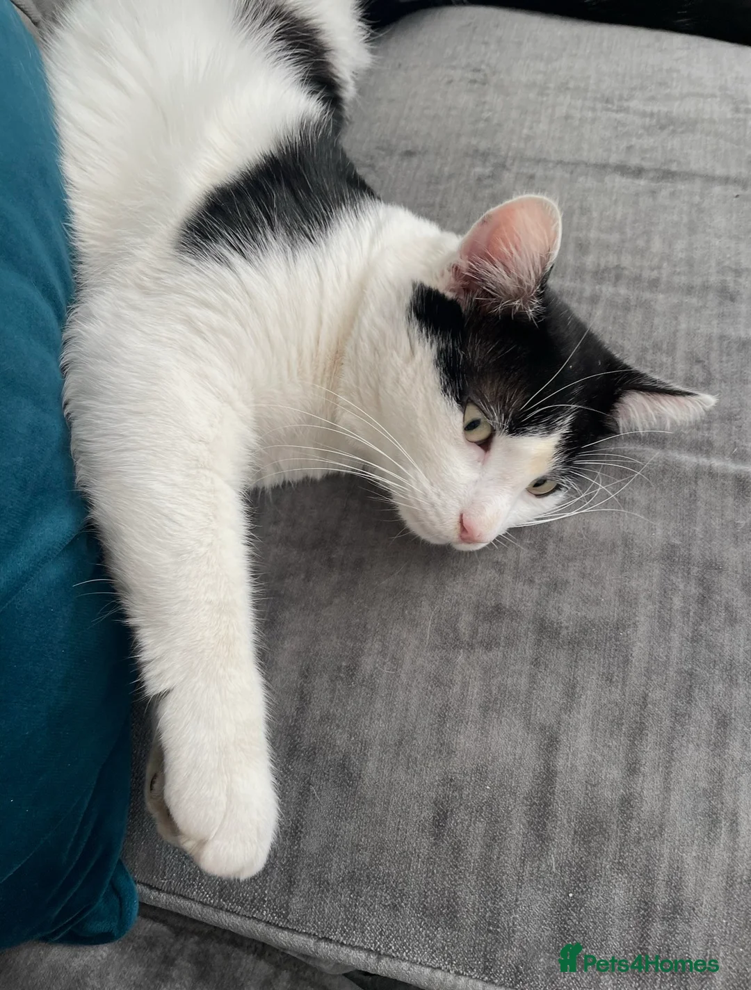 Mixed Breed cats for sale: Beautiful Kittens for sale 🐈‍⬛ - Advert 2