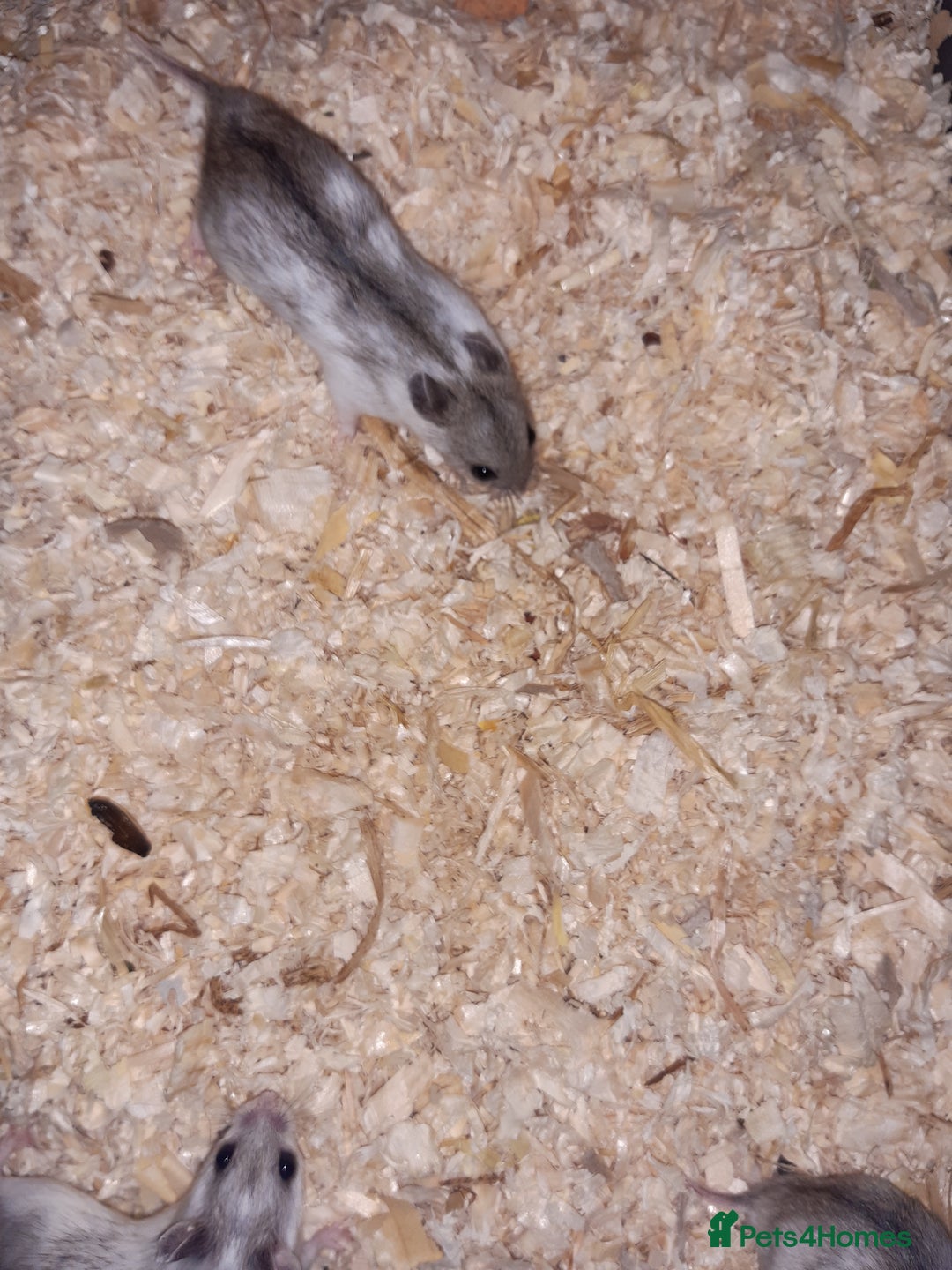 Hamster rodents for sale: Baby Chinese hamsters ready now  - Image 12