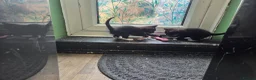 Mixed Breed cats for sale: Looking for homes - Advert 10
