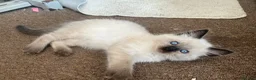 Ragdoll cats for sale: Gorgeous Ragdoll Kittens - Advert 19
