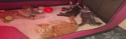 Maine Coon cats for stud: Stud duties - Advert 9