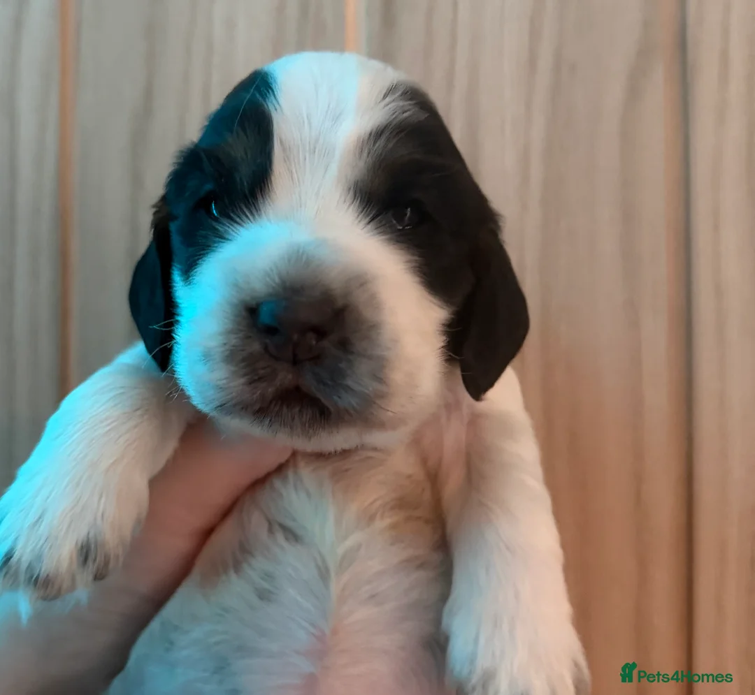 Cocker Spaniel dogs for sale: Beautiful show cocker spaniel puppy’s for sale  in Liverpool - Advert 2