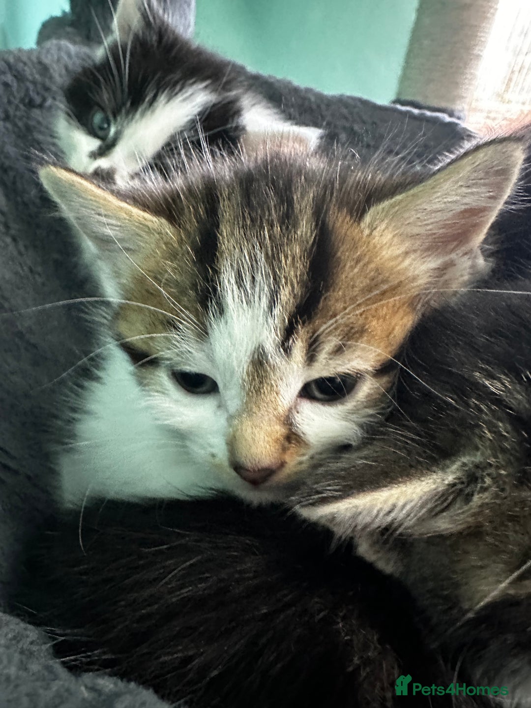 Mixed Breed cats for sale: Adorable Family-Raised Kittens 🐱  - Advert 5