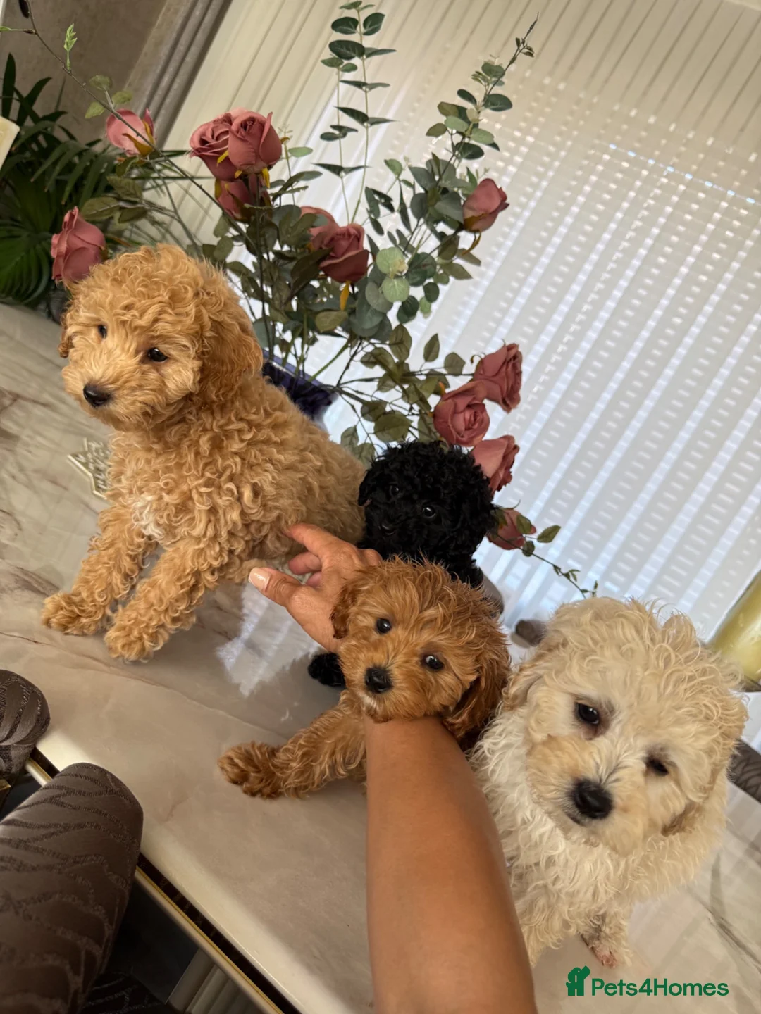 Toy Poodle dogs for sale: Four little gorgeous Toy Poodles - Advert 2