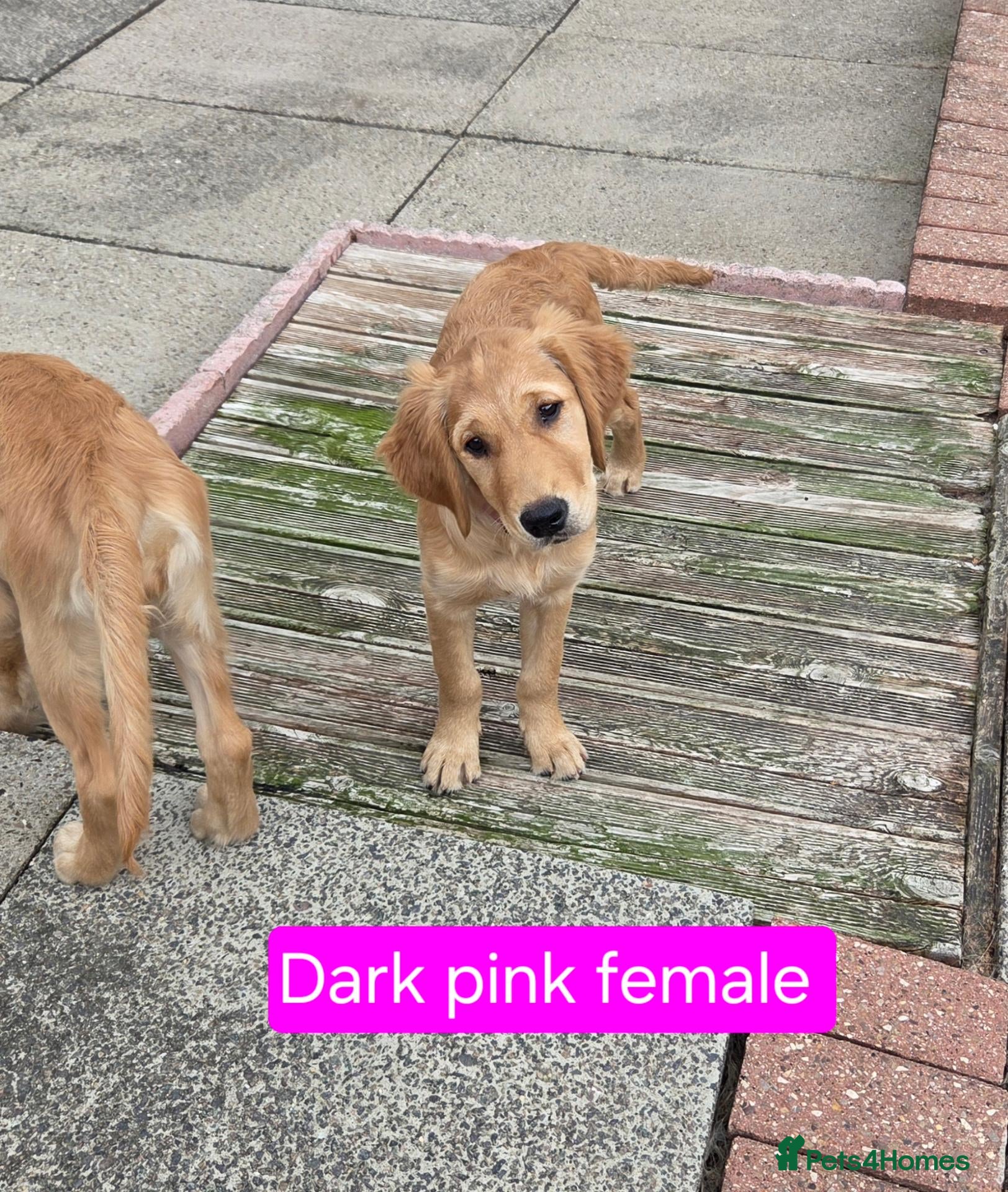 Golden Retriever dogs Beautiful natured pups fully vaccinated - Advert 1