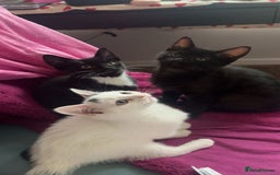 Mixed Breed cats for sale: Isha and Freya - Image 17