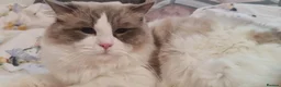 Ragdoll cats for sale: Gorgeous Ragdoll Pair – GCCF - Advert 5