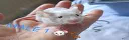 Mouse rodents for sale: MALE FANCY MICE 🐁🐾 in South Shields - Advert 1