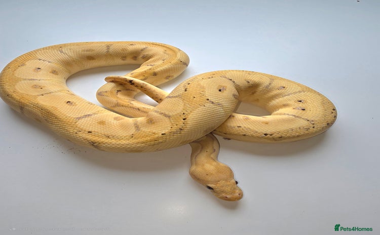 Python Snake reptiles - Advert 1