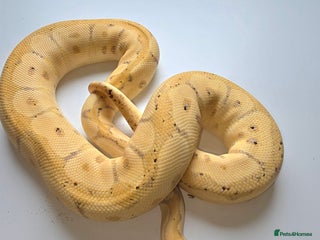 Python Snake reptiles - Advert 2