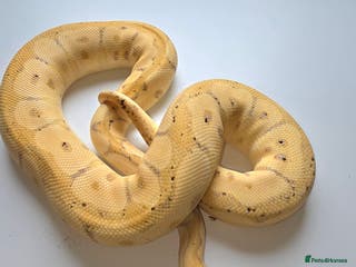 Python Snake reptiles Banana Clown Ball Python – Adult Male – Friendly - Advert 6