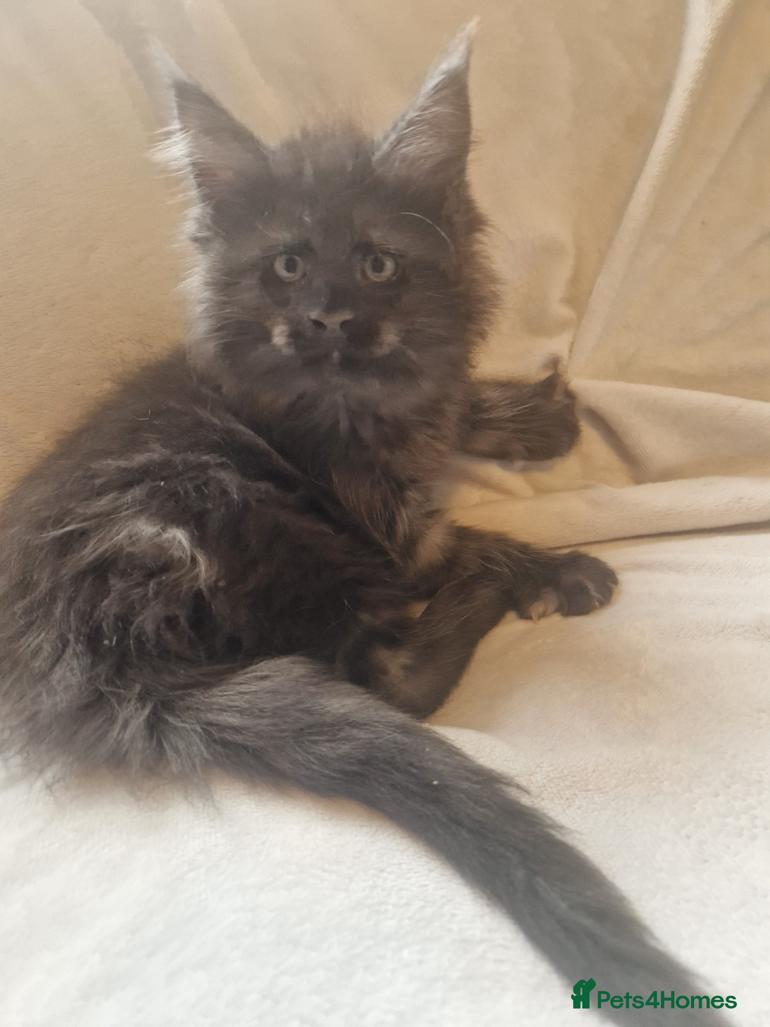 Maine Coon cats GCCF & TICA Maine Coon kittens Activ Available  - Advert 16