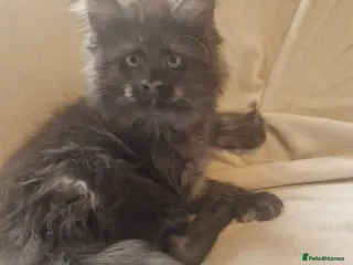 Maine Coon cats GCCF & TICA Maine Coon kittens Activ Available - Advert 16