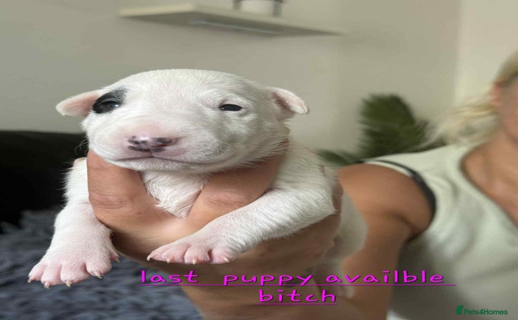 English Bull Terrier dogs - Advert 2