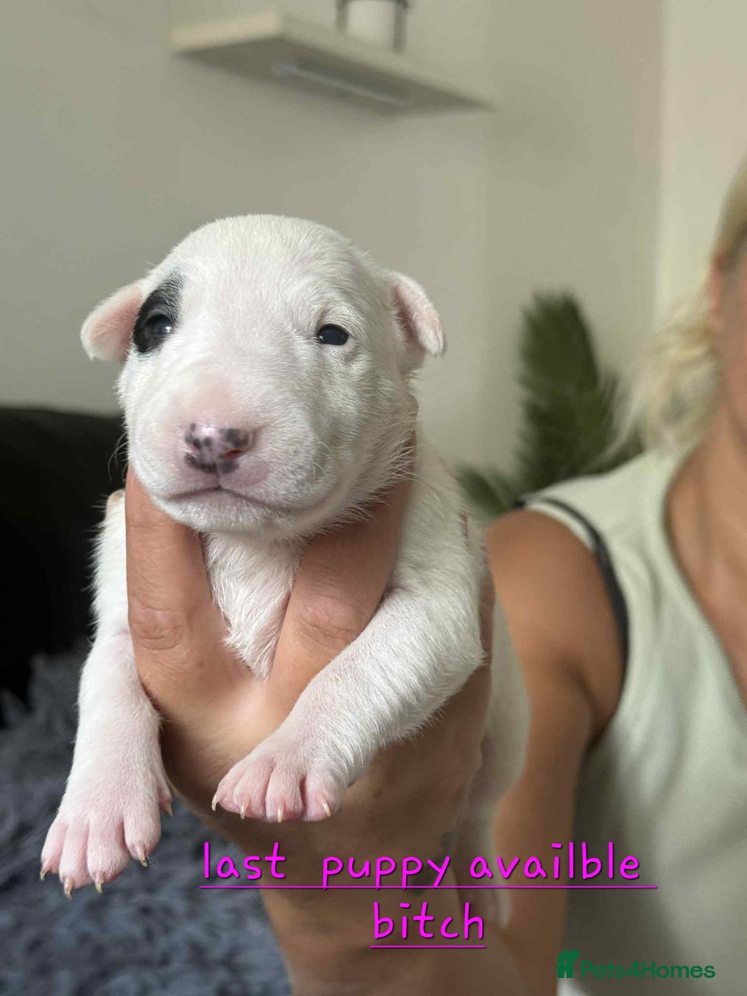 English Bull Terrier dogs for sale:  Kc  registered English bull terrier puppies   - Image 1