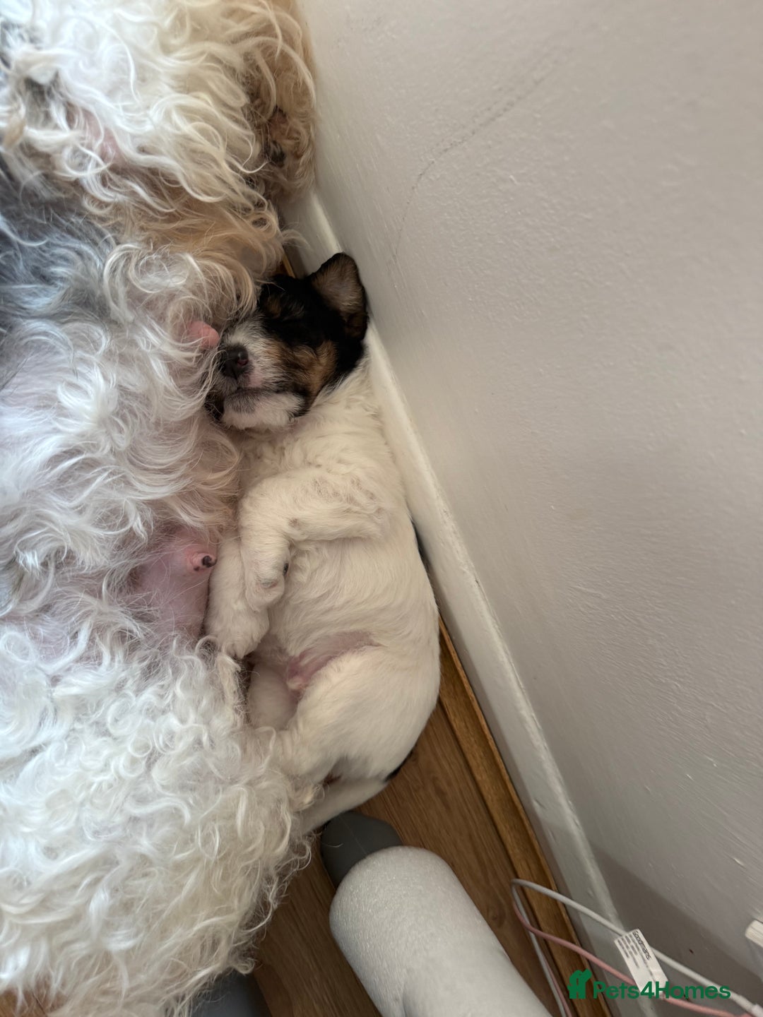 Fox Terrier dogs for sale: Adorable Fox Terrier Puppies – Ready 1st August!  - Image 3
