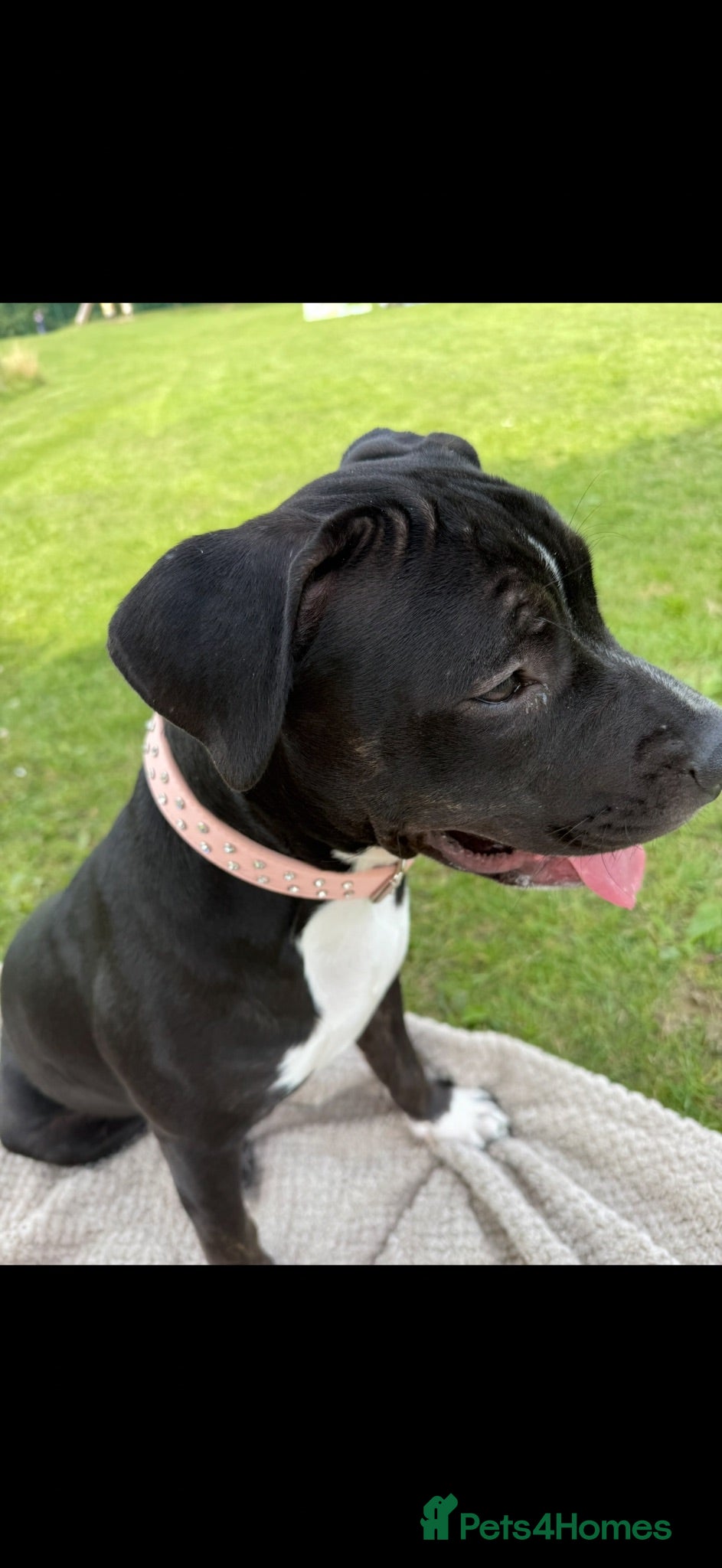 Mixed Breed dogs 1.5 year old staffie cross - Advert 1