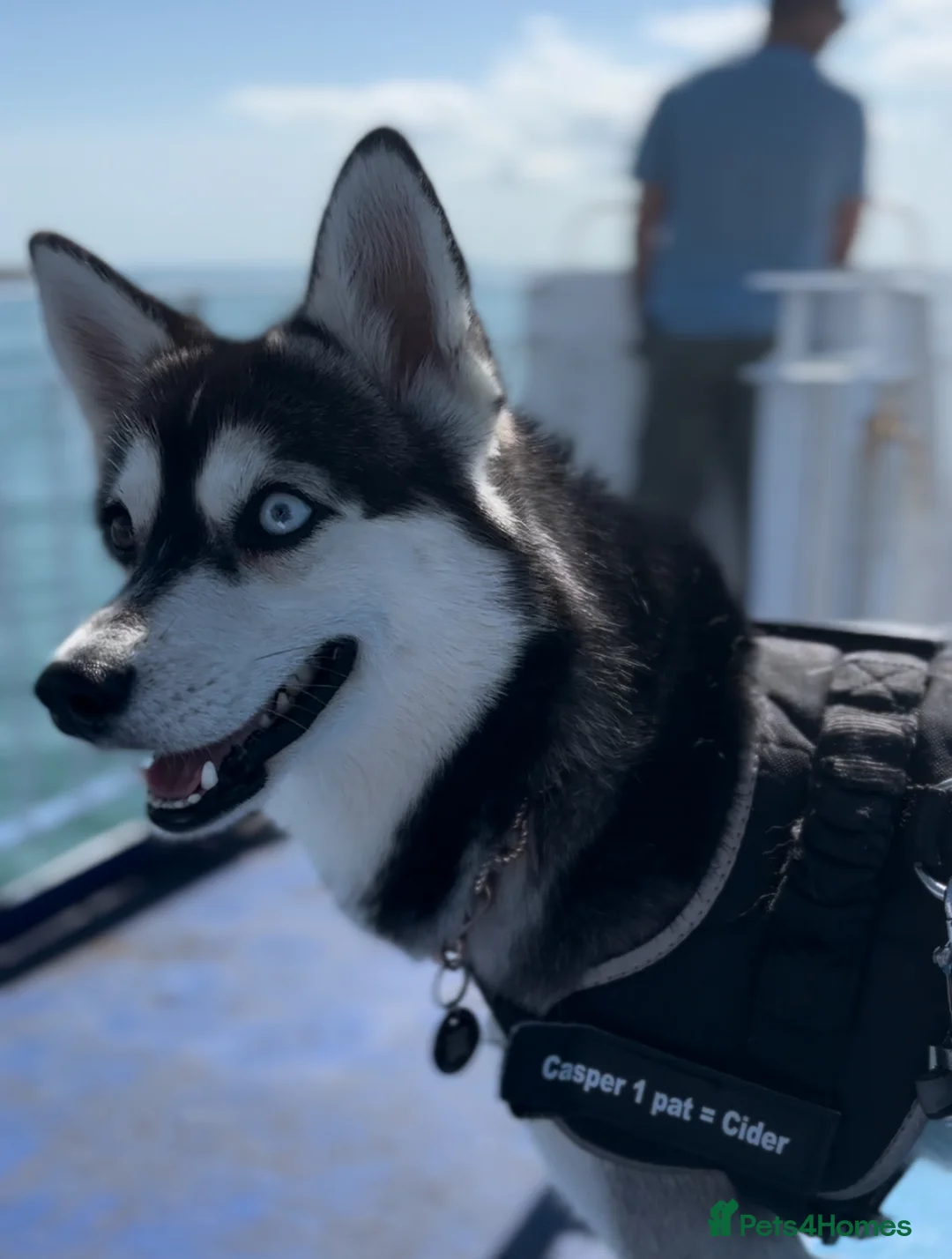 Pomsky dogs for stud: Pomsky F2 for Stud in Rainham - Advert 2