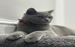 British Shorthair cats for sale: British short hair  - Image 1
