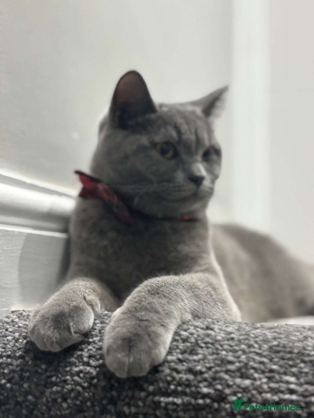 British Shorthair cats for sale: British short hair  - Image 1