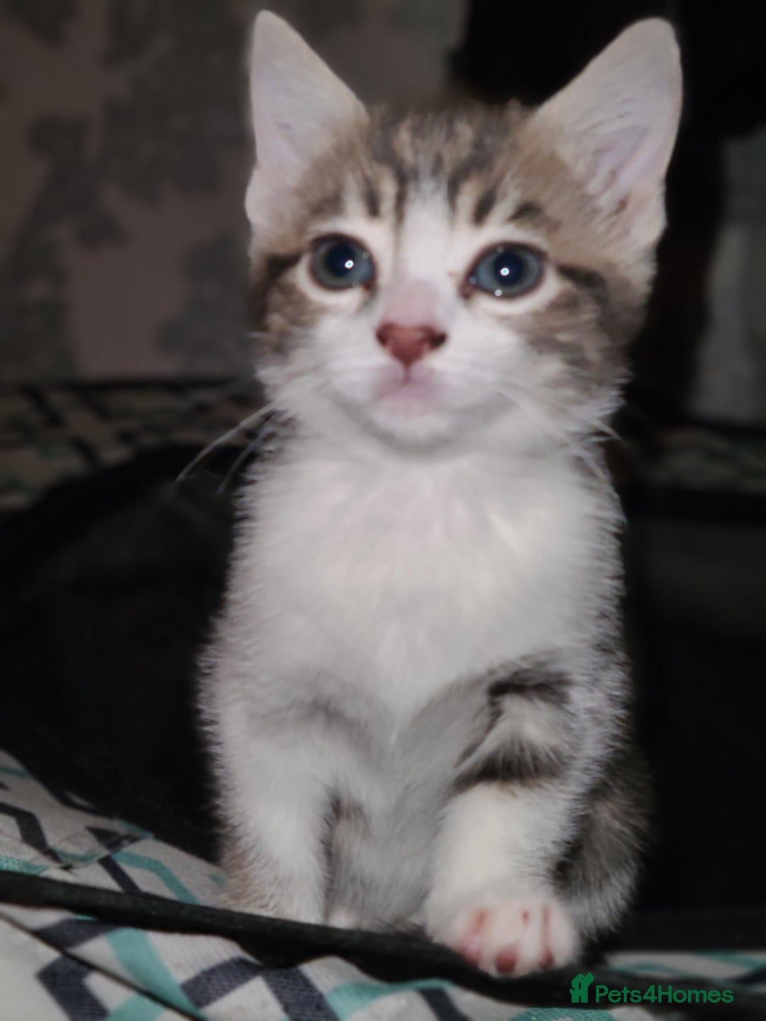 Mixed Breed cats for sale: 3 beautiful kittens - Advert 2