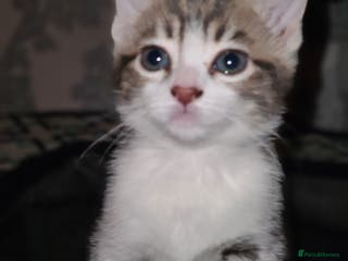 Mixed Breed cats 3 beautiful kittens - Advert 3