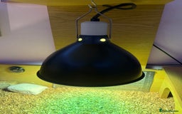 Tortoise reptiles for sale: Male spur thighed tortoise - Advert 7