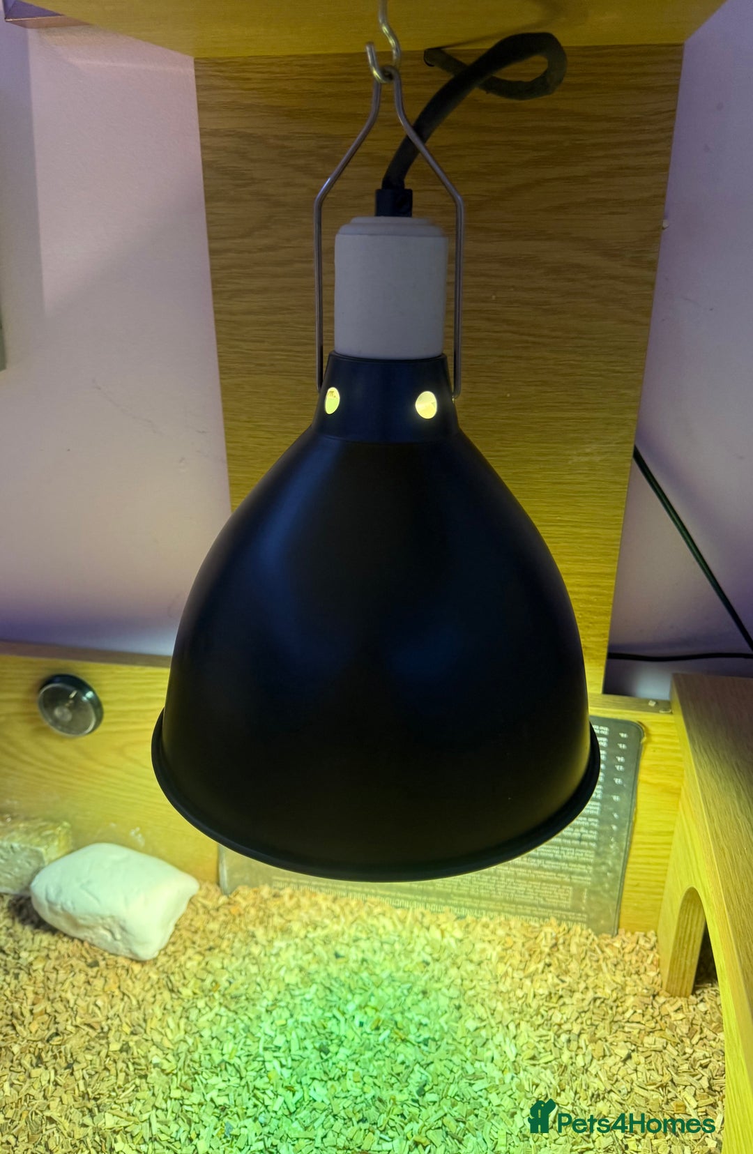 Tortoise reptiles for sale: Male spur thighed tortoise - Advert 7