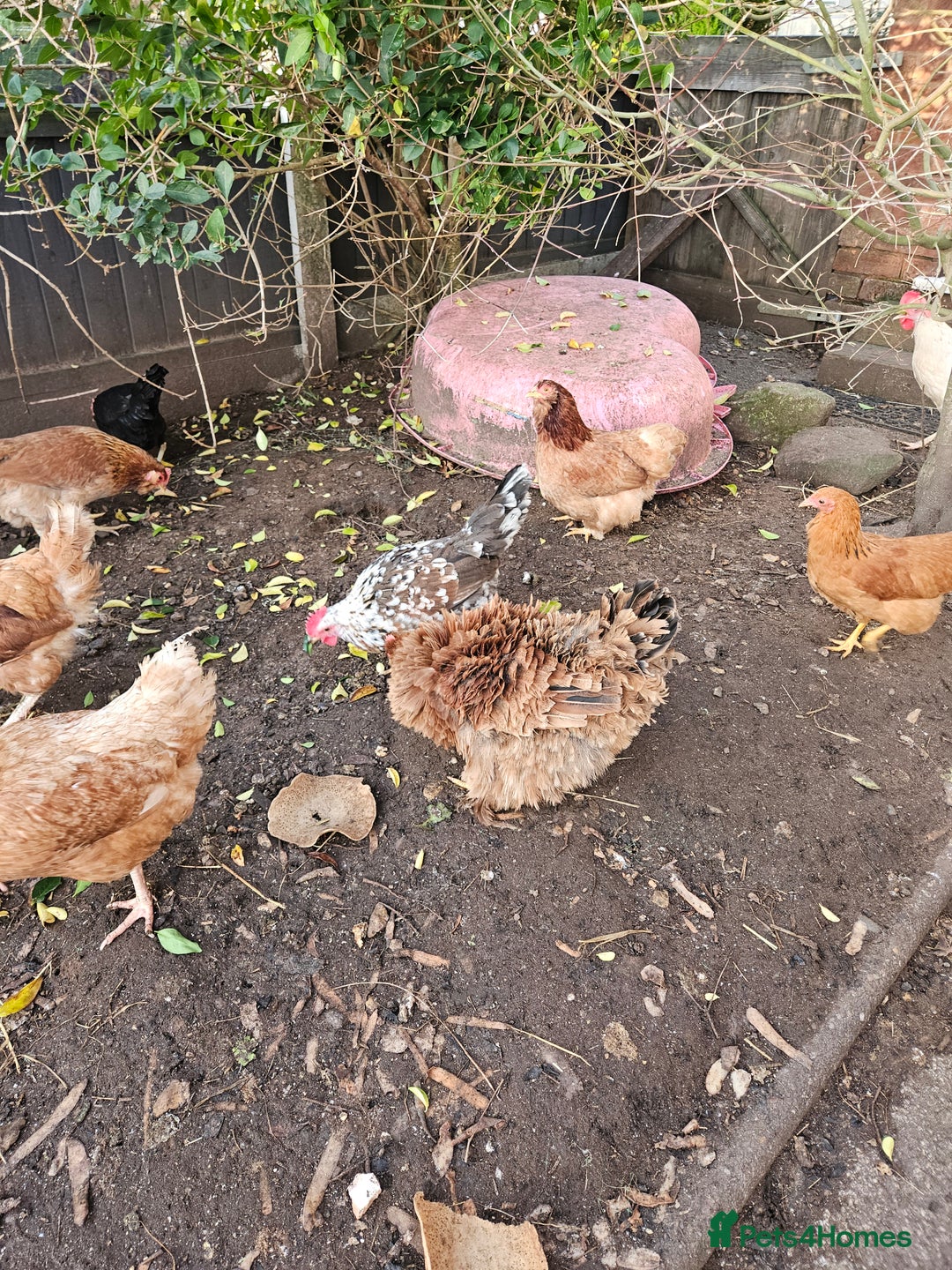 Chickens poultry for sale: 11 hens 1 cockrel  - Advert 17