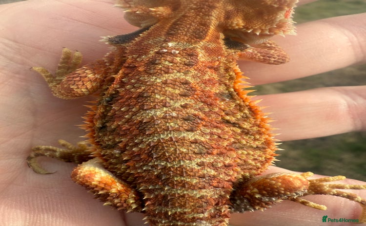 Bearded Dragon reptiles - Advert 4