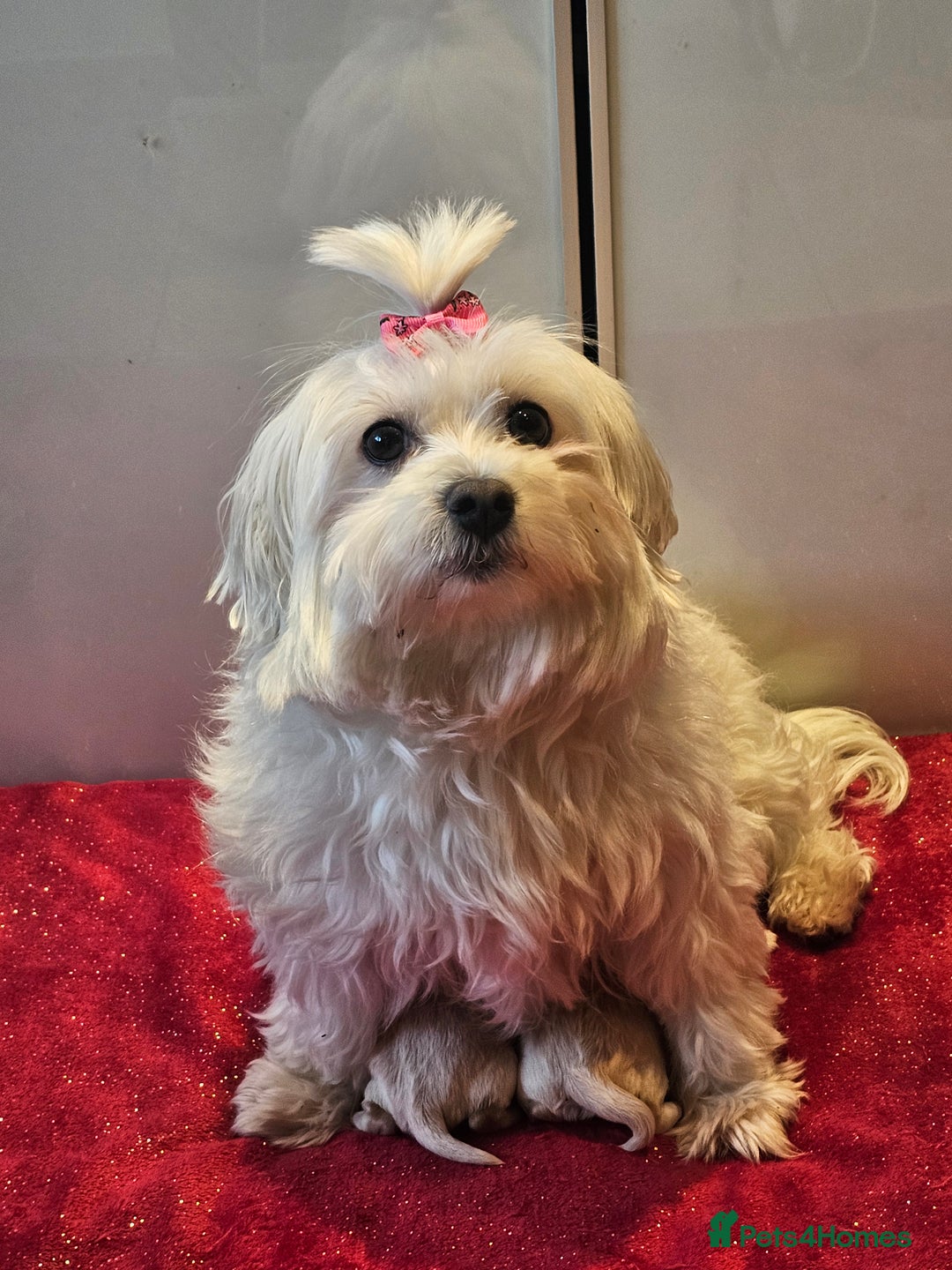 Maltipoo dogs for sale: ✨️Five star Maltipoo F1 puppies ✨️  - Advert 3