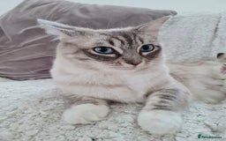 Ragdoll cats for sale: Quality Ragdoll Kittens - Image 9