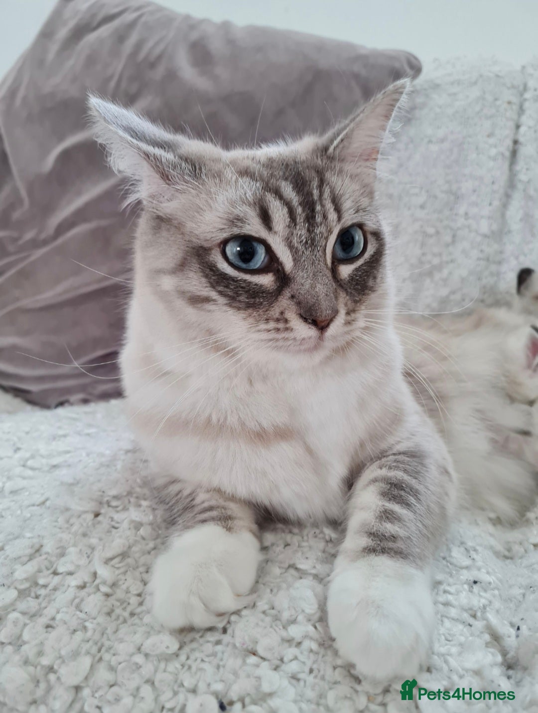 Ragdoll cats for sale: Quality Ragdoll Kittens - Image 9
