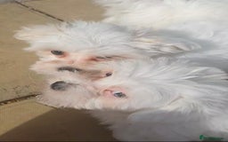 Maltese dogs for sale: Stunning Pure Maltese Puppies - Image 10