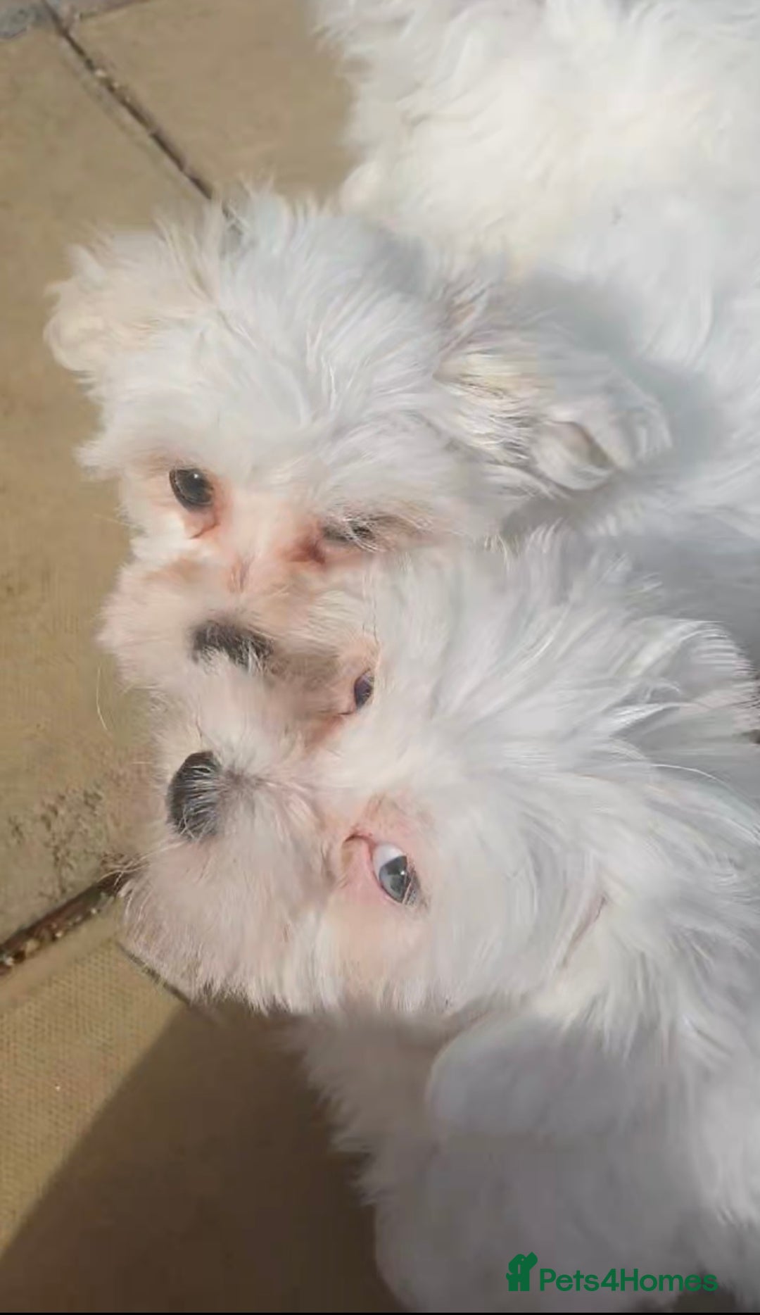 Maltese dogs for sale: Stunning Pure Maltese Puppies - Image 10