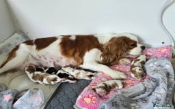 Cavalier King Charles Spaniel dogs for sale: Fully health tested included MRI scan  - Image 13