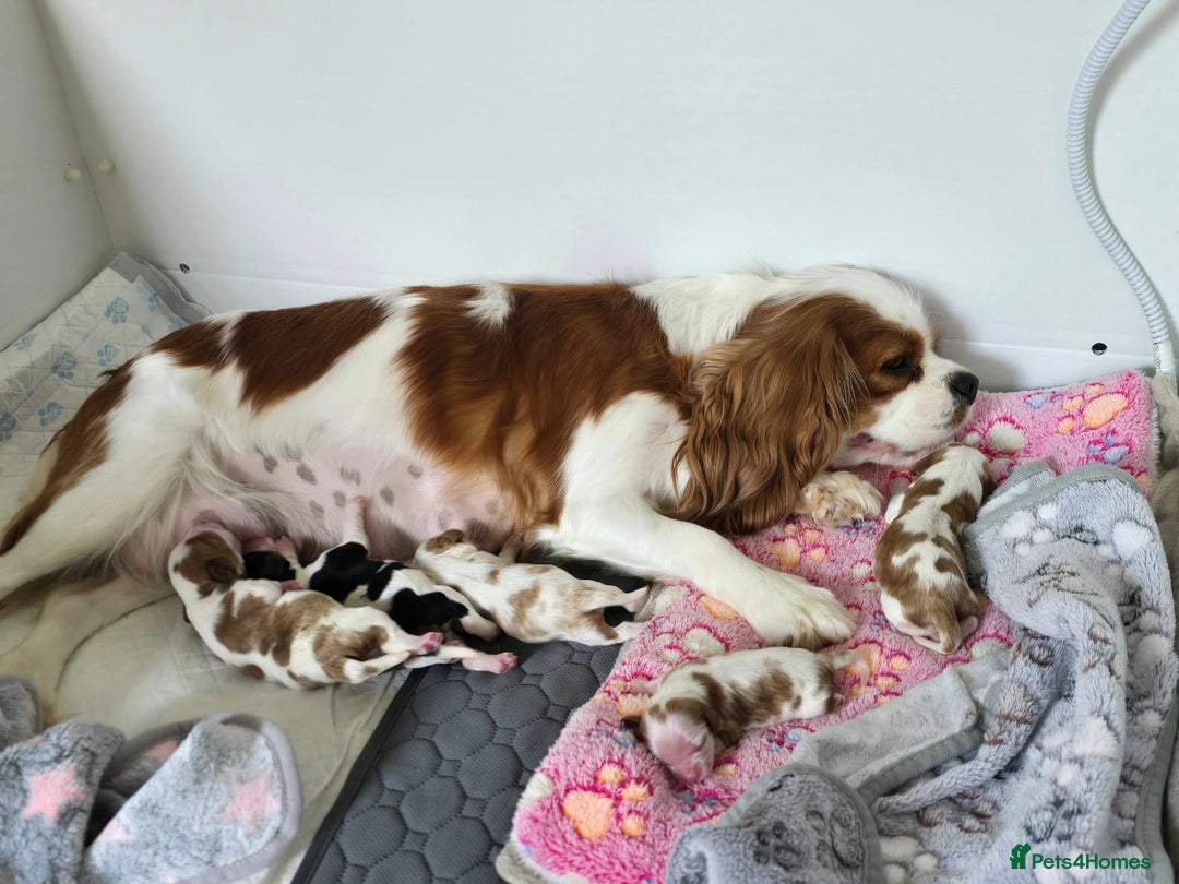 Cavalier King Charles Spaniel dogs for sale: Fully health tested included MRI scan  - Image 13