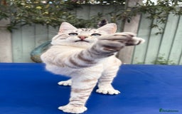 Savannah cats for sale: Breath taking rare girl - Image 23