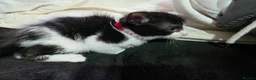 Mixed Breed cats for sale: 3 beautiful black and white kittens £25 in Manchester - Advert 5