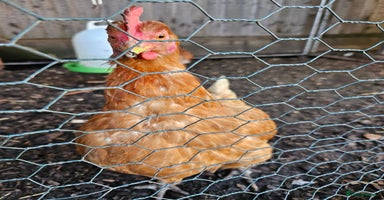 Chickens poultry - Advert 10