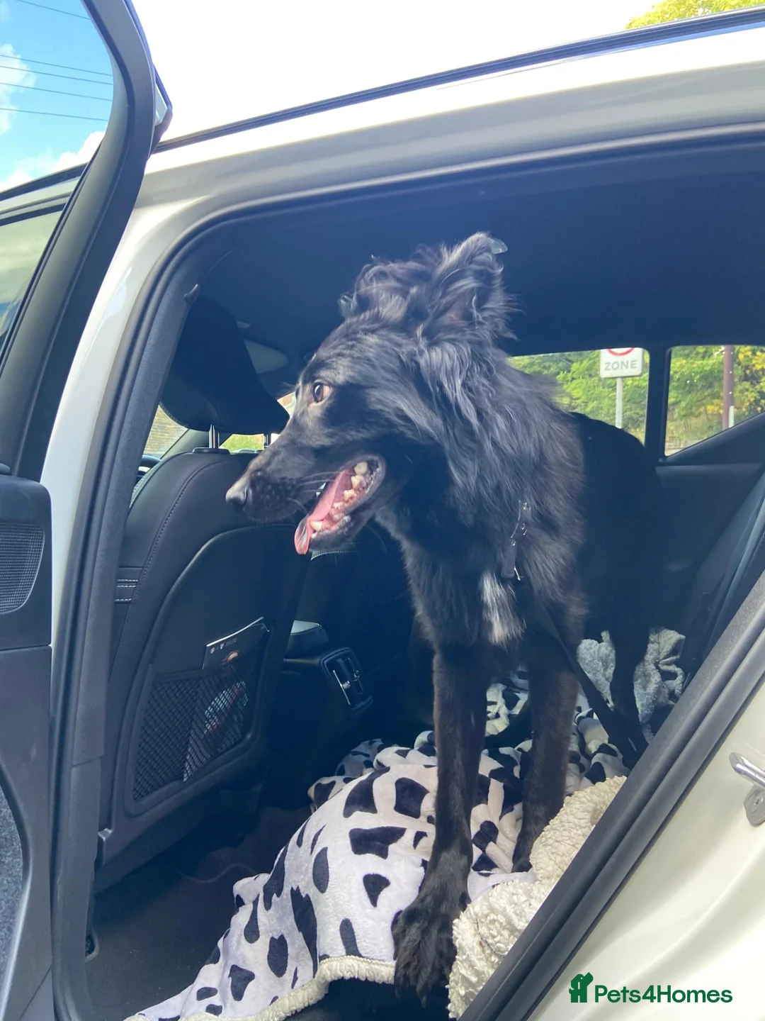 German Shepherd dogs for sale: Loyal 1yr Black Male German Shepherd in Darwen - Advert 5