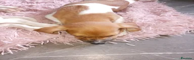 Mixed Breed 4