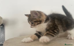Mixed Breed cats for sale: Gorgeous tabby kittens are looking for new home  - Image 8